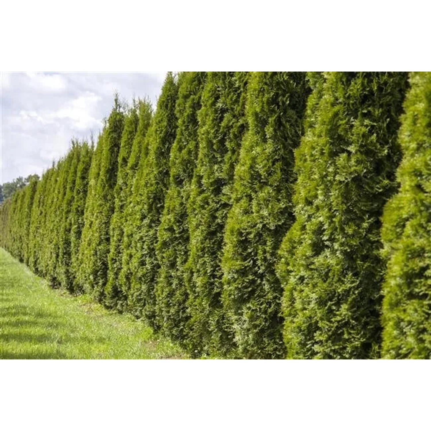 Reihe von Thuja 'Smaragd' Heckenpflanzen, 80-100 cm hoch, im Garten.