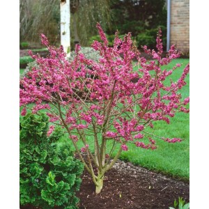 Rosa blühender Seidelbast (Daphne Mezereum), 30–40 cm hoch, im Gartenbeet.