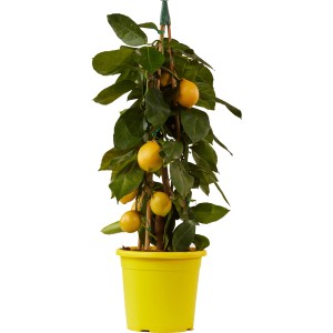 Zitronenbaum (Citrus) im gelben Topf, ca. 20 cm Ø, mit reifen Zitronen und grünen Blättern.