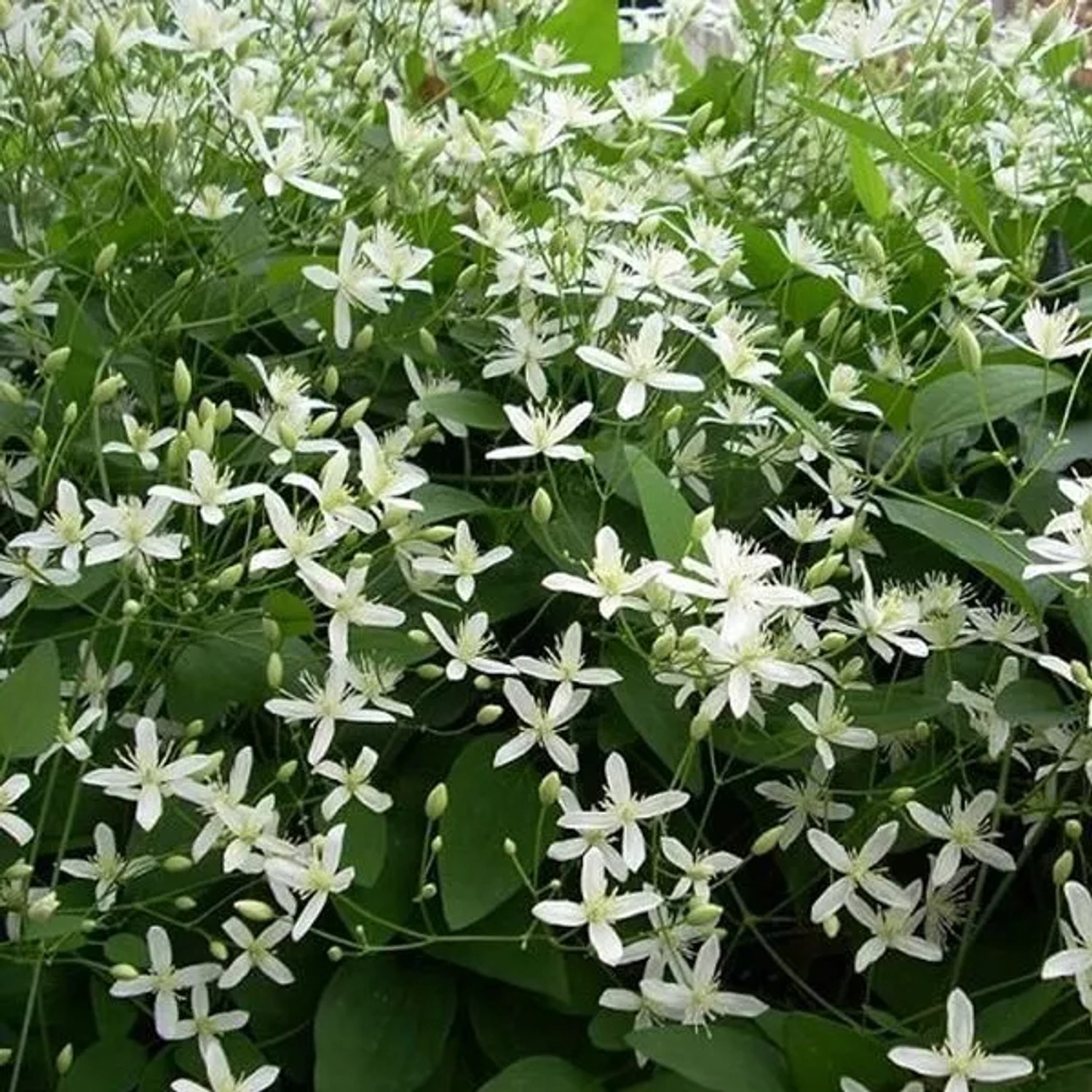 arborix Immergrüne Waldrebe 'Snow Bells' Clematis Armandii 60 Bis 80 Cm Im Container Weiße Blüten