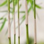 Gartenbambus Panda (Fargesia) im Topf, grüne Halme mit hellen Abschnitten.