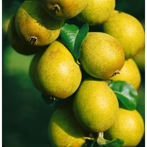 Reife Birnen der Sorte Gräfin von Paris an einem Birnbaum. Frisch vom Baum für den eigenen Garten.