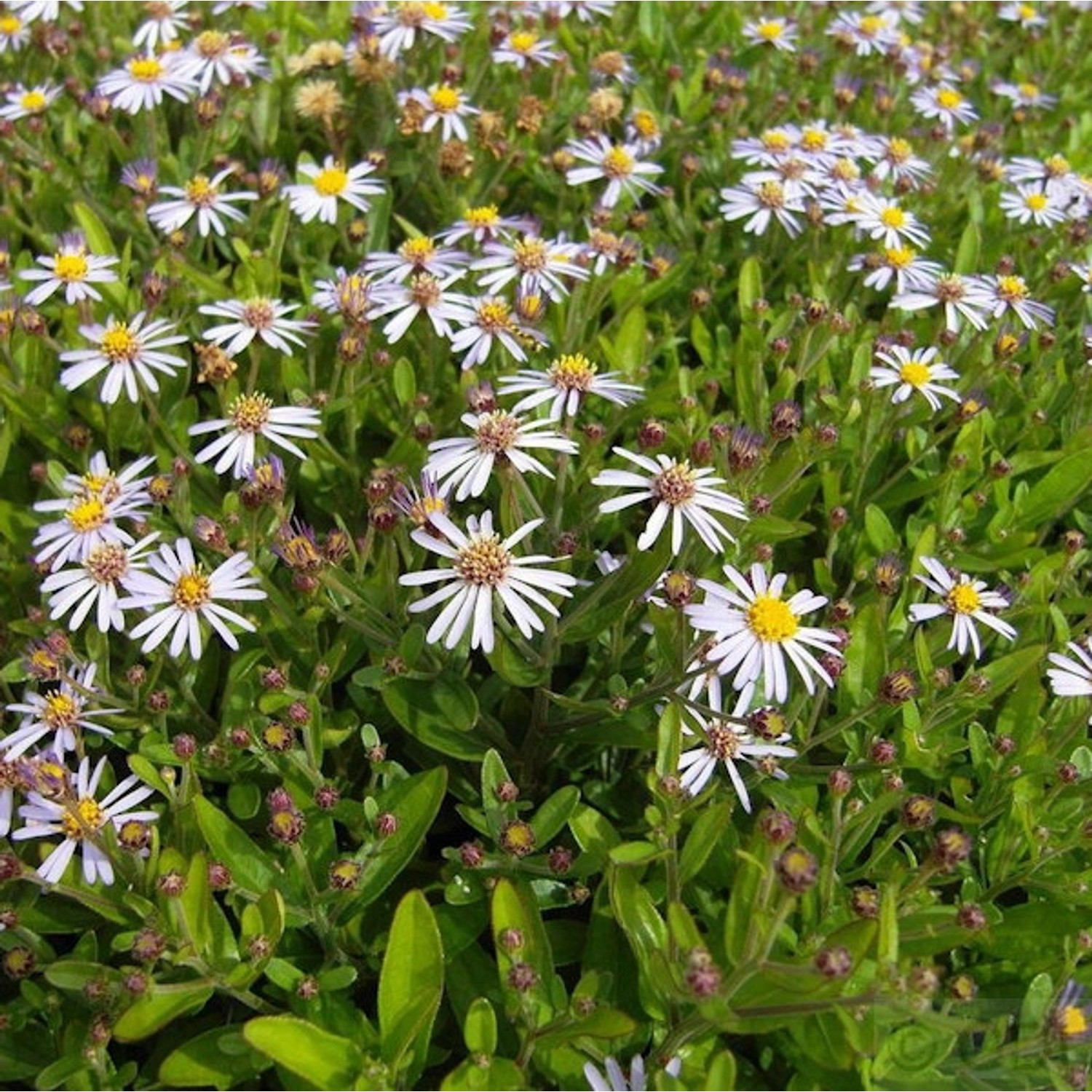 Herbstaster Adustus Nanus - Aster ageratoides günstig online kaufen