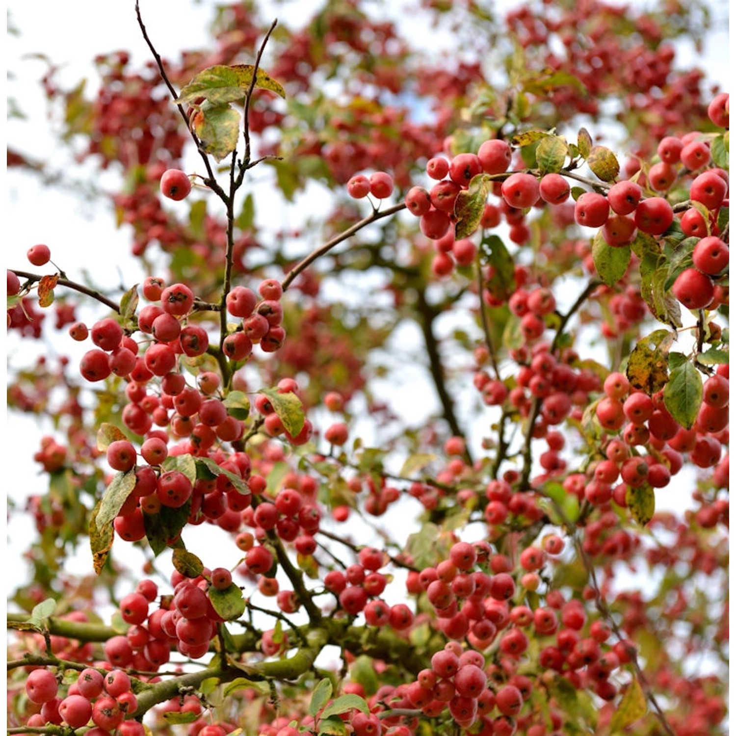 Zierapfel Red Jewel 60-80cm - Malus Hybride günstig online kaufen