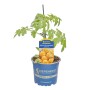 Kiepenkerl Tomate Nimo Yellow im Topf, gelbe Cherrytomaten, ertragreich.