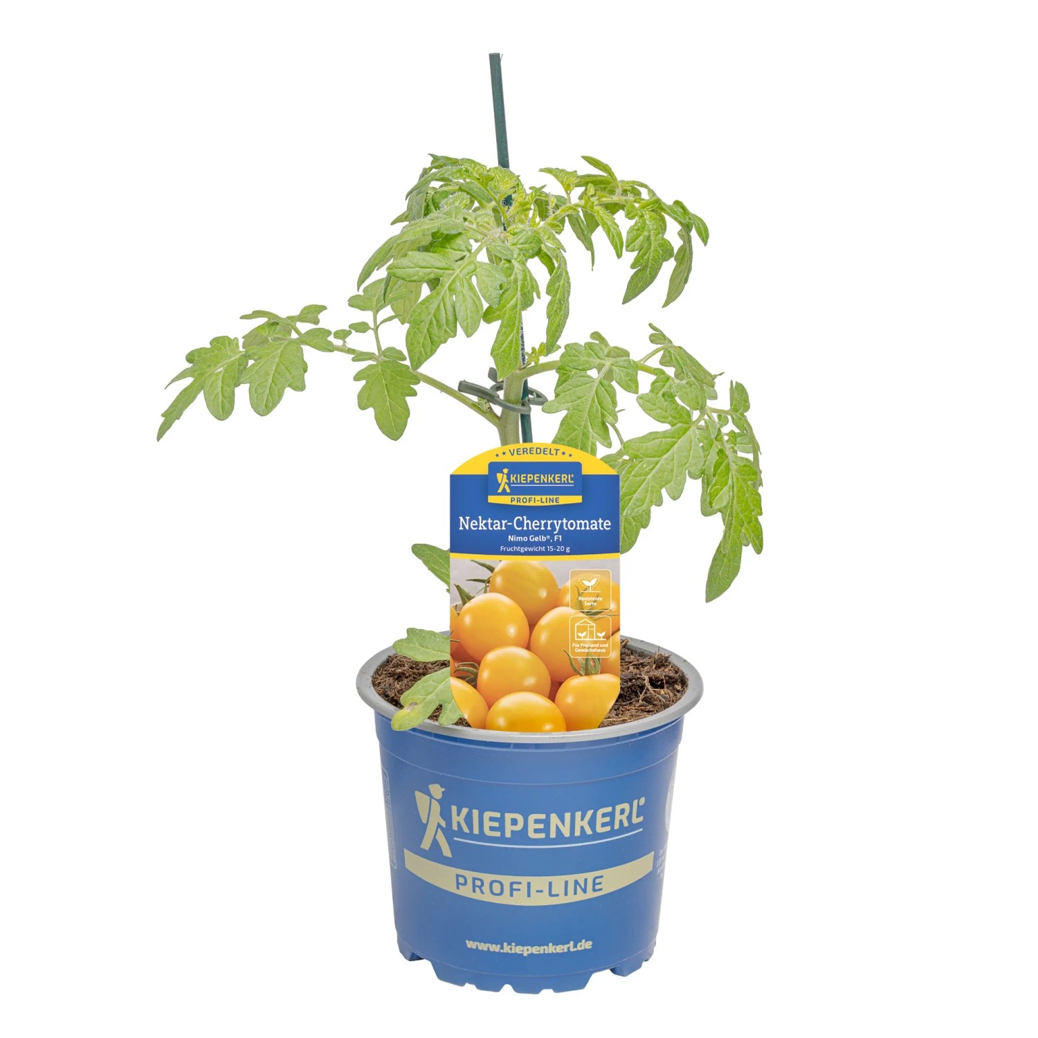 Kiepenkerl Tomate Nimo Yellow im Topf, gelbe Cherrytomaten, ertragreich.
