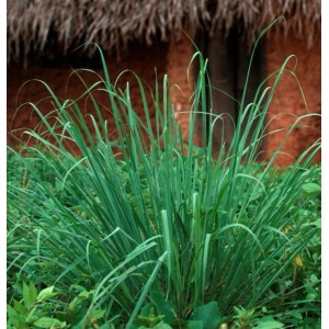 Zitronengras - Cymbopogon citratus