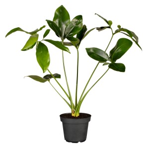 Philodendron 'Fun Bun' im Topf: Farnblättriger Baumfreund mit grünen Blättern, ca. 40 cm hoch.