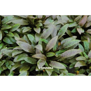 Dennerle Aquariumpflanze Cryptocoryne Wendtii Kompakt mit braun-grünen Blättern.