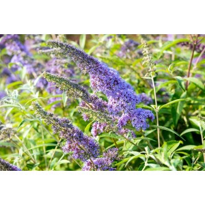 Nahaufnahme des blau-violetten Schmetterlingsstrauchs 'Empire Blue' im Garten.