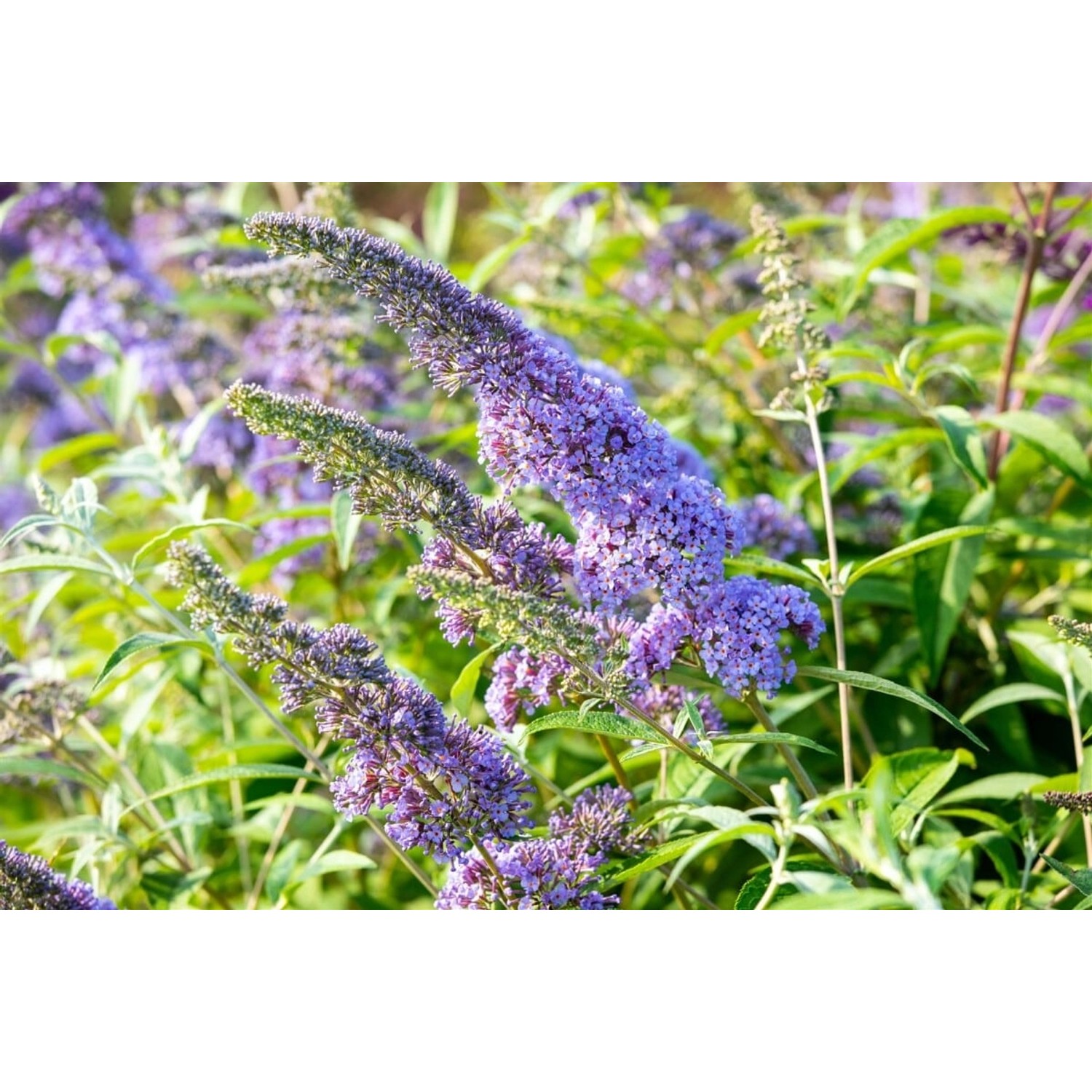 Buddleja Davidii Schmetterlingsstrauch Empire Blue 15-20 cm günstig online kaufen