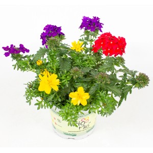 Gattungsmix Tweety Pop im Topf, Sommerpflanzen mit gelben, roten und violetten Blüten.