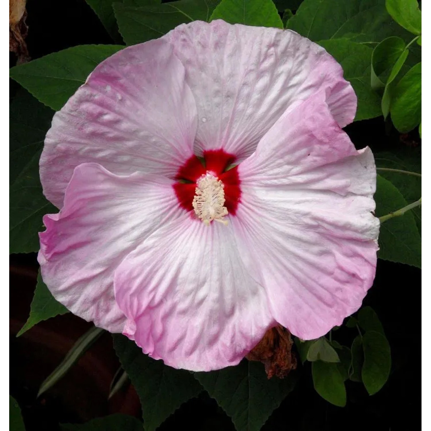 Staudeneibisch Summerific Cherry Cheescake 40-60cm - Hibiscus moscheutos