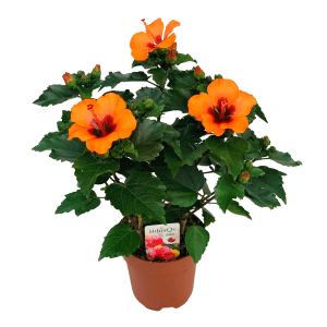 Roseneibisch Petit Orange im Topf, orange Blüten mit dunklem Zentrum, grüne Blätter.