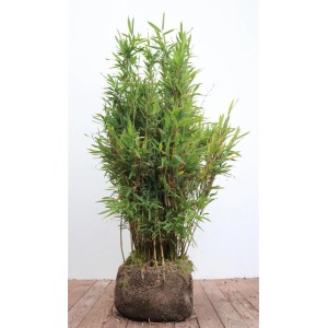 Immergrüner Fargesia Jumbo Bambus, 80-100 cm hoch, ideal für Garten und Kübel.