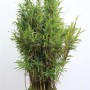 Immergrüner Fargesia Jumbo Bambus, 80-100 cm hoch, ideal für Garten und Kübel.