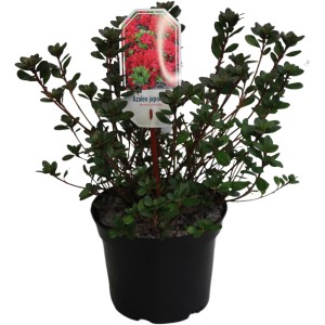 Japanische Azalee 'Muttertag' im Topf, ca. 10-30 cm hoch, mit dunkelroten Blüten.