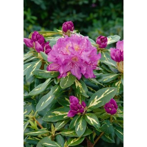 Rhododendron Goldflimmer mit rosa Blüte und gelb-grün panaschierten Blättern.
