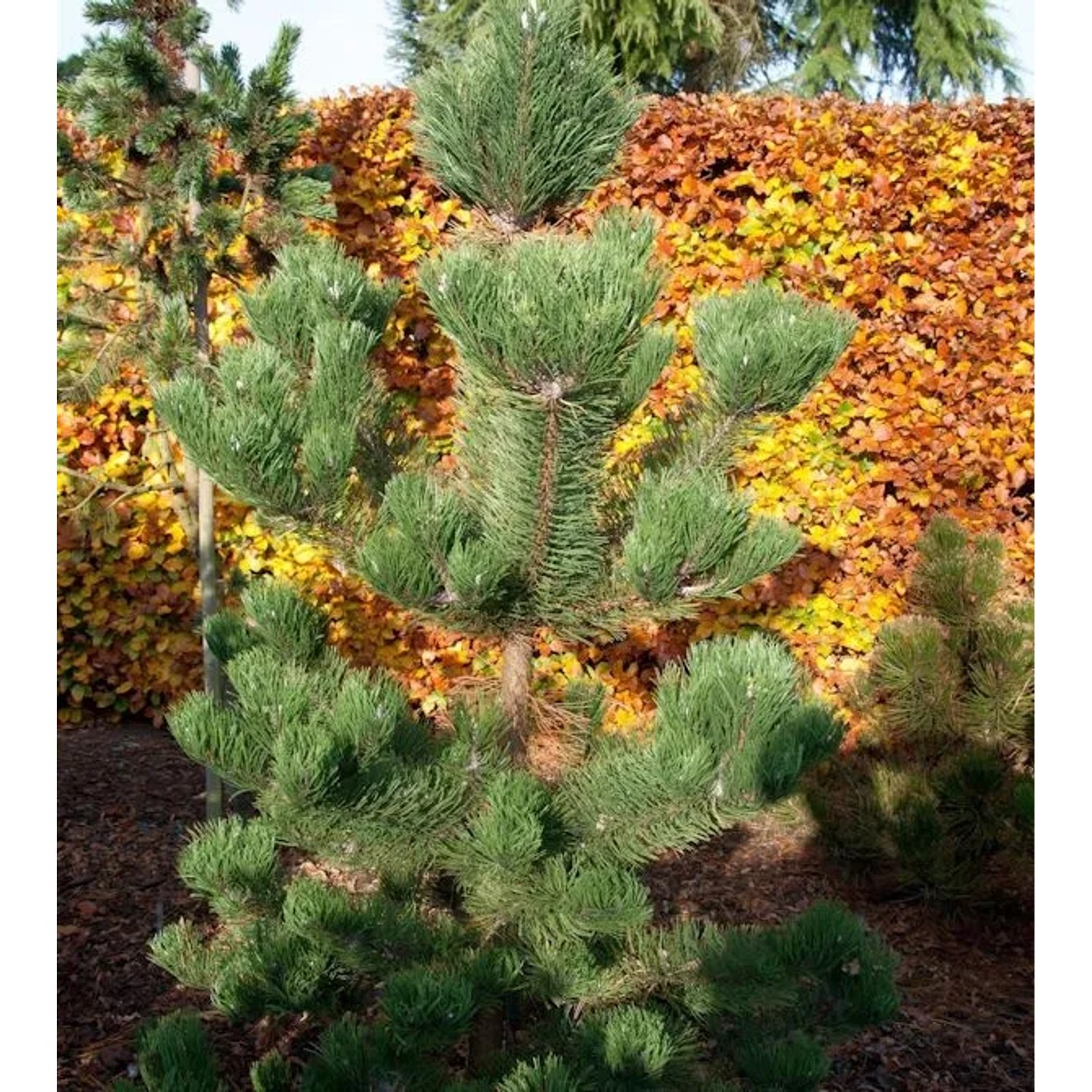 Österreichische Schwarzkiefer Oregon Green 20-25cm - Pinus nigra