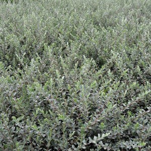 Sand-Kriechweide Salix repens nitida 30 bis 40 cm im Container Gelbe Kätzchen