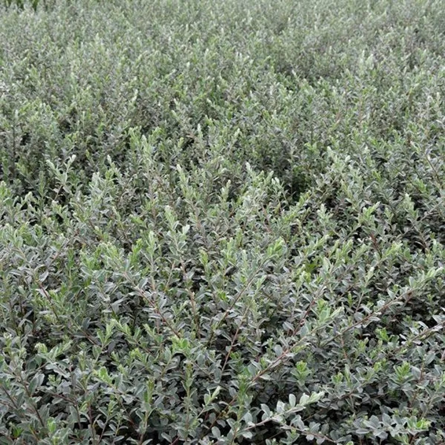 Sand-Kriechweide Salix repens nitida 30 bis 40 cm im Container Gelbe Kätzchen