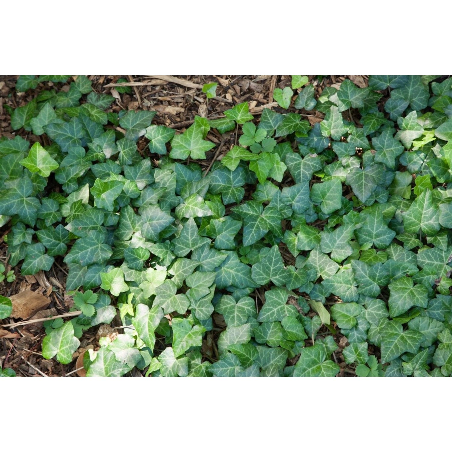 Hedera Helix Spetchley Efeu Kompakt 20–25 cm günstig online kaufen