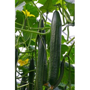 Kiepenkerl Schlangengurke Cyrano im Topf, grüne, längliche Gurken am Strauch mit gelben Blüten.