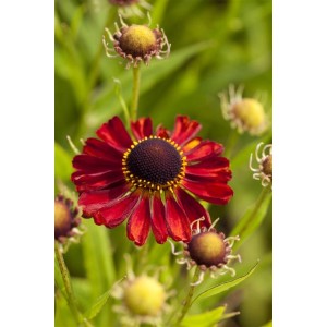 Rubinrote Sonnenbraut 'Rubinzwerg' im 9x9 cm Topf, Nahaufnahme der Blüte.