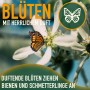 Schmetterling auf Blüte des Limettenbaums. Duftende Blüten ziehen Insekten an.