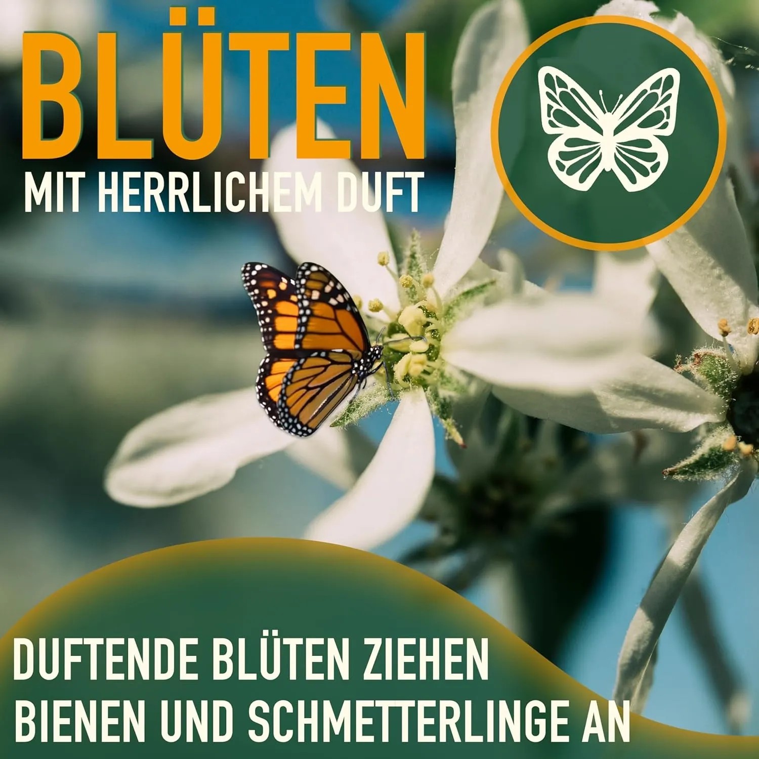 Schmetterling auf Blüte des Limettenbaums. Duftende Blüten ziehen Insekten an.