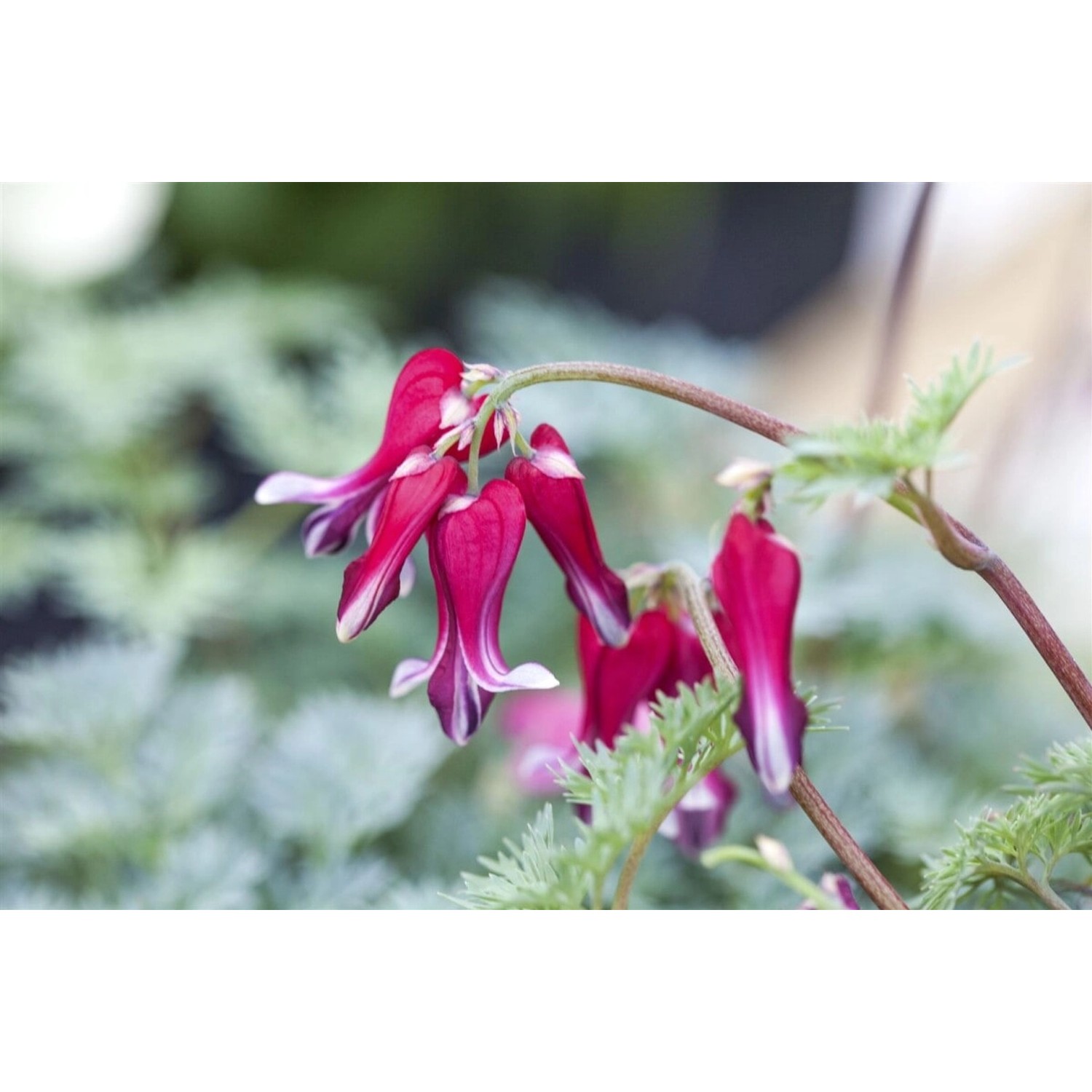 Dicentra Formosa Burning Hearts Tränendes Herz Ca. 11x11 cm Topf günstig online kaufen