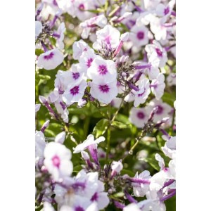 Nahaufnahme der rosa-weißen Flammenblume 'Bright Eyes' (Phlox paniculata) im Topf.