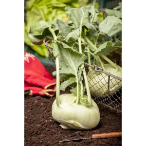 Kohlrabi Mix Duo in Schale, junge Pflanzen mit grünen Blättern im Gartenbeet.