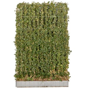 Großblättriger Irischer Efeu als Hecke im 10er Set, Größe 120x180cm.