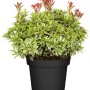 Schattenglöckchen 'Little Heath Rosa' im Topf, grüne Blätter mit weißem Rand und rosa Austrieb.