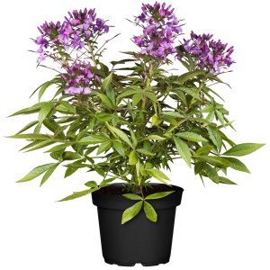 Spinnenblume Senorita Rosalita im Topf, violette Blüten und grüne Blätter.