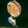 Blaumeise frisst an gefüllter Kokosnusshälfte mit buntem Futter. Ideal als Vogel-Ergänzungsfutter zum Aufhängen für Wildvögel.