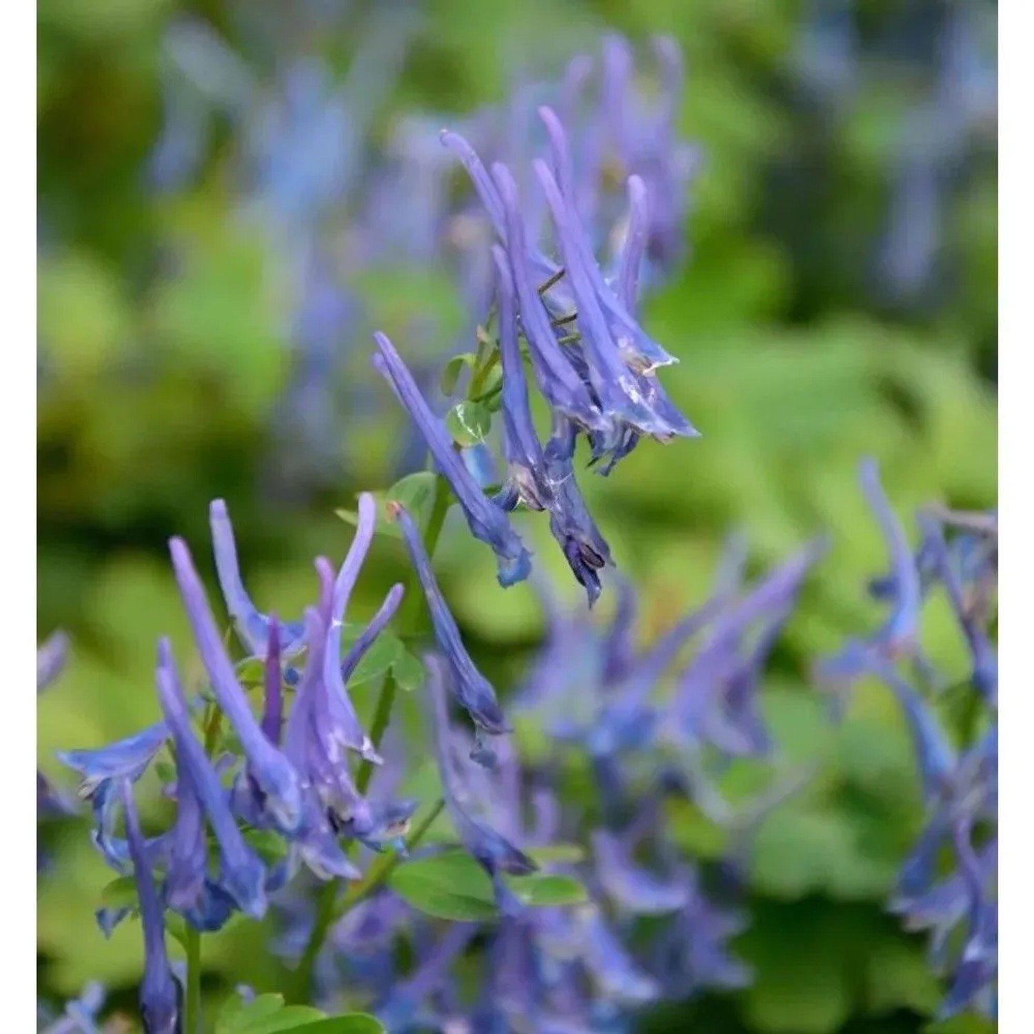 Lerchensporn Blue Summit - Corydalis elata