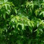 Nahaufnahme des grünen Laubs vom Säulen Amberbaum Slender Silhouette.