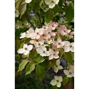 Blühender Chinesischer Blumen-Hartriegel (Cornus Kousa Chinensis Kea) mit weißen Blüten.