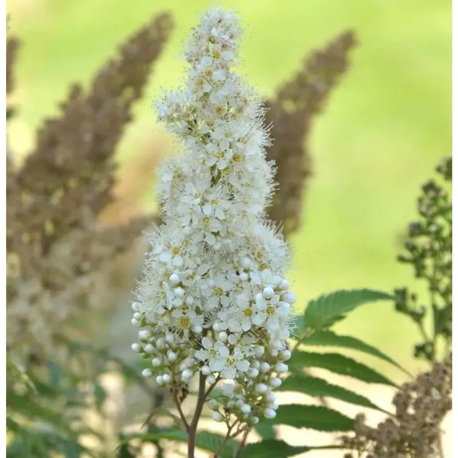 Sibirische Fiederspiere 100-125cm - Sorbaria sorbifolia