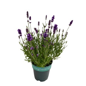 Echter Lavendel (Lavandula angustifolia) im Topf, lila Blüten, grüne Blätter. Balkonpflanze.