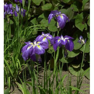 Blühende Japanische Sumpf-Schwertlilie (Iris ensata) mit violetten Blüten und grünen Blättern.