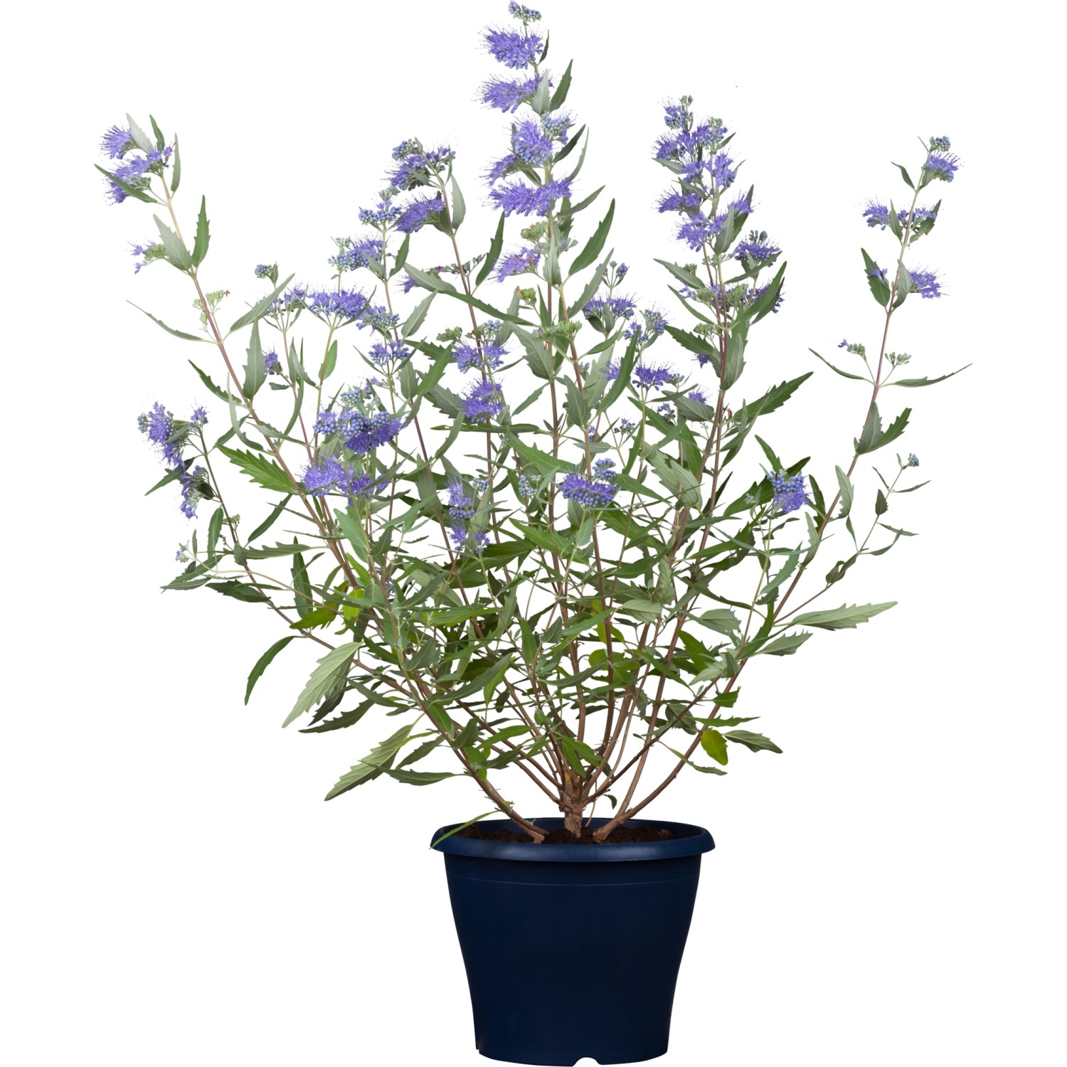 OBI Bartblume 'Dark Knight' Blau Höhe ca. 20 - 30 cm Topf ca. 3,4