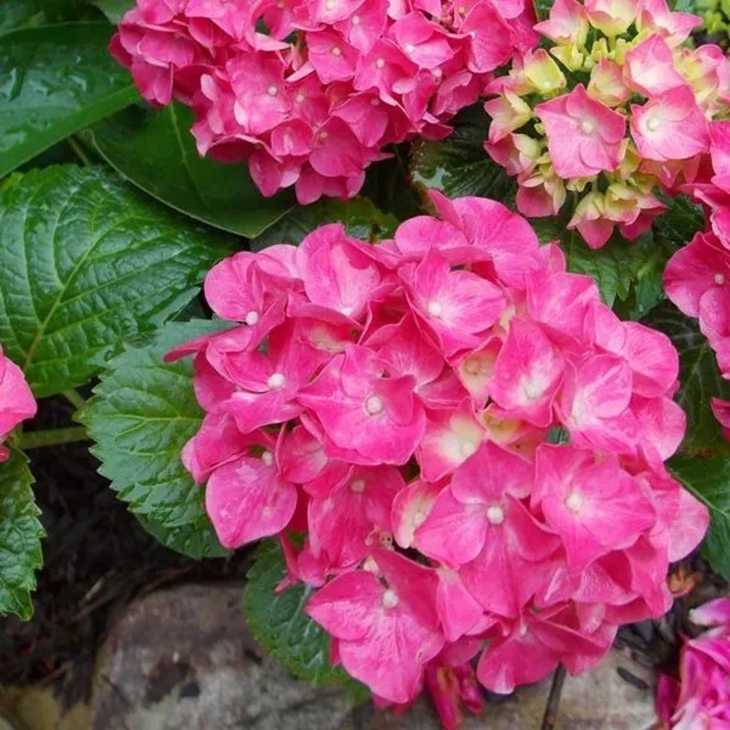 arborix Hortensie 'Glowing Embers' Hydrangea Macrophylla 25 Bis 30 Cm Im Container Kugelige Blüten