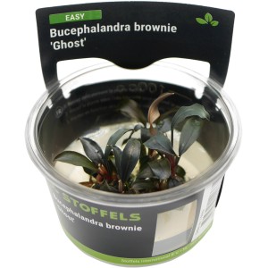 Stoffels Aquariumpflanze Bucephalandra brownie Ghost im Topf, dunkelgrüne Blätter.