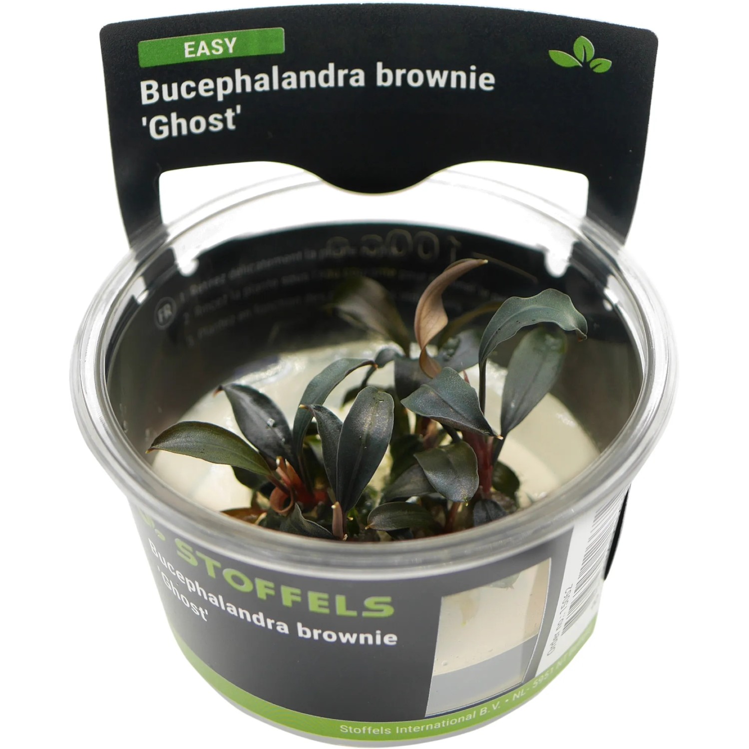 Bucephalandra brownie Ghost in-vitro