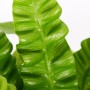 Nahaufnahme eines grünen Nestfarns Crispy Wave (Asplenium) mit gewellten Blättern.