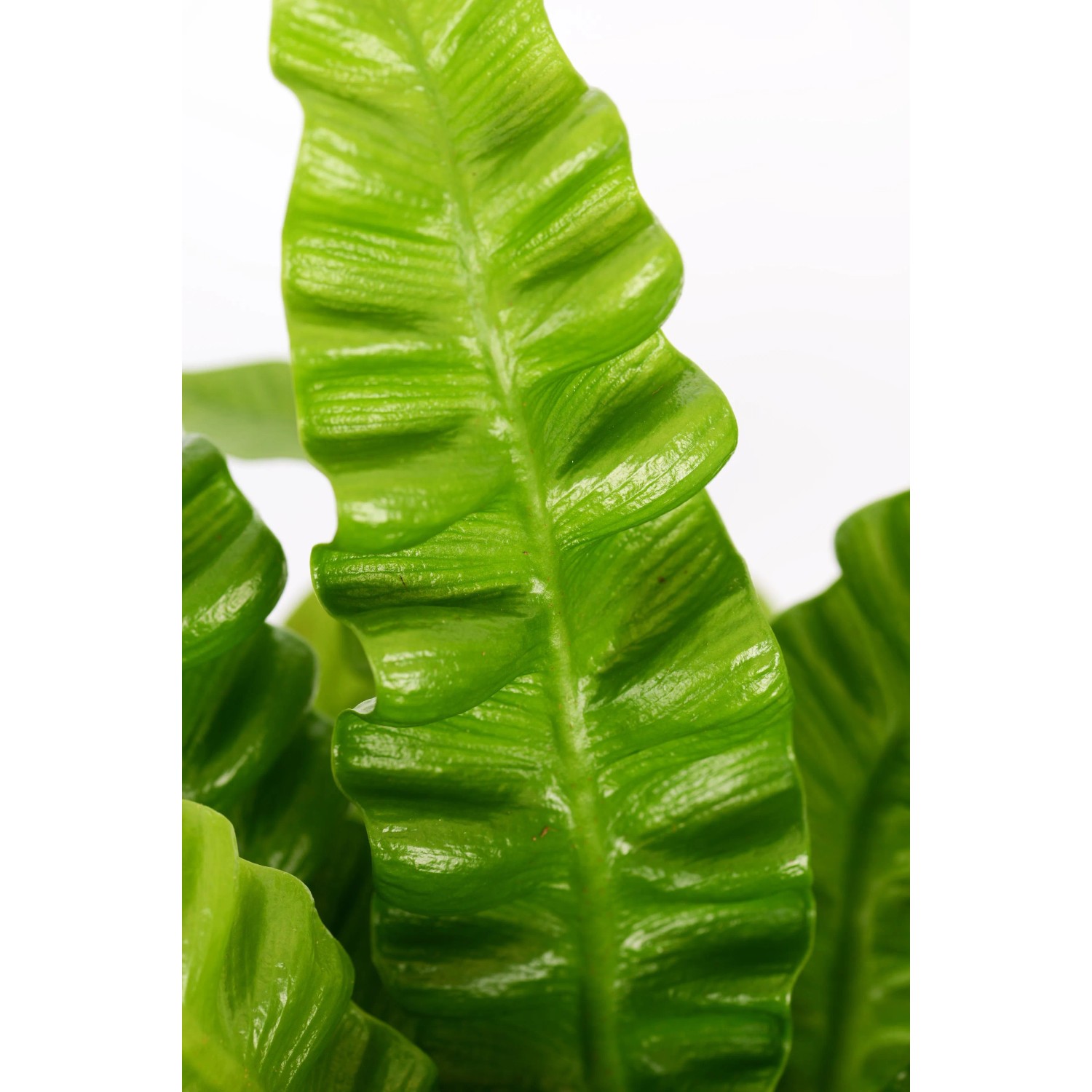 Nahaufnahme eines grünen Nestfarns Crispy Wave (Asplenium) mit gewellten Blättern.