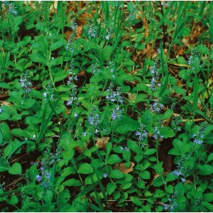 Bodendecker Echte Ehrenpreis (Veronica Officinalis) mit blauen Blüten im 9x9 cm Topf.